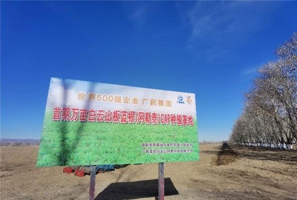 广药集团白云山板蓝根GAP种植基地再落户新疆喀什