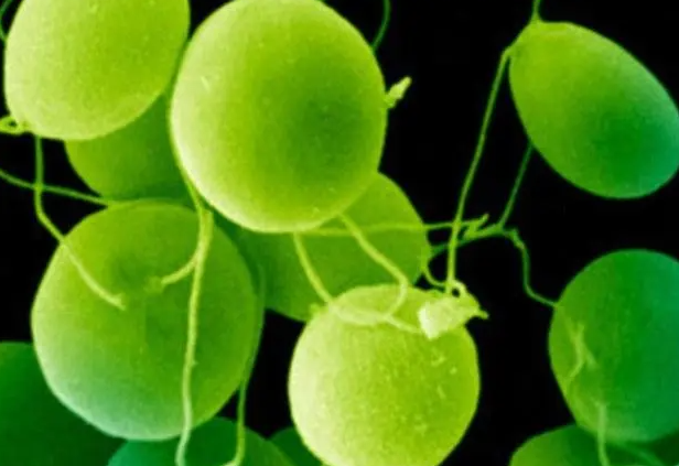 莱茵衣藻有可能改变民众及医学界对糖尿病的认知