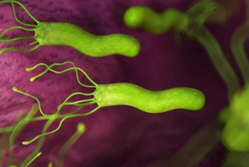 幽门螺杆菌应对＂新路径＂：益生菌和幽