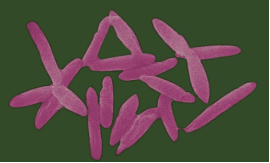 益生菌联合常规疗法或可有效防治小儿湿疹