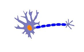 科学家发现神经系统调节免疫应答新机制